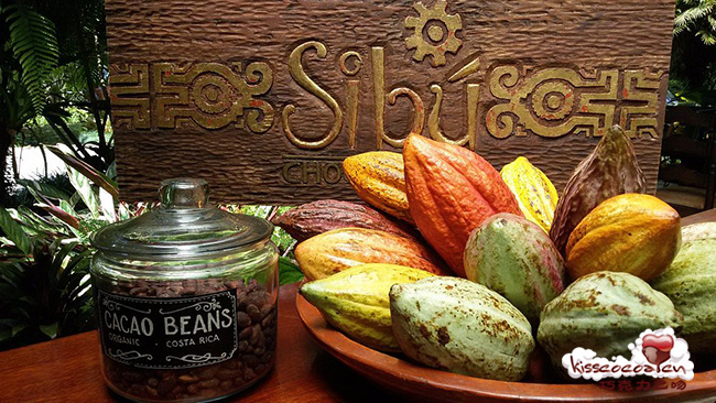 哥斯达黎加 Sibo 西布巧克力店 哥斯达黎加 Sibo 西布巧克力店35